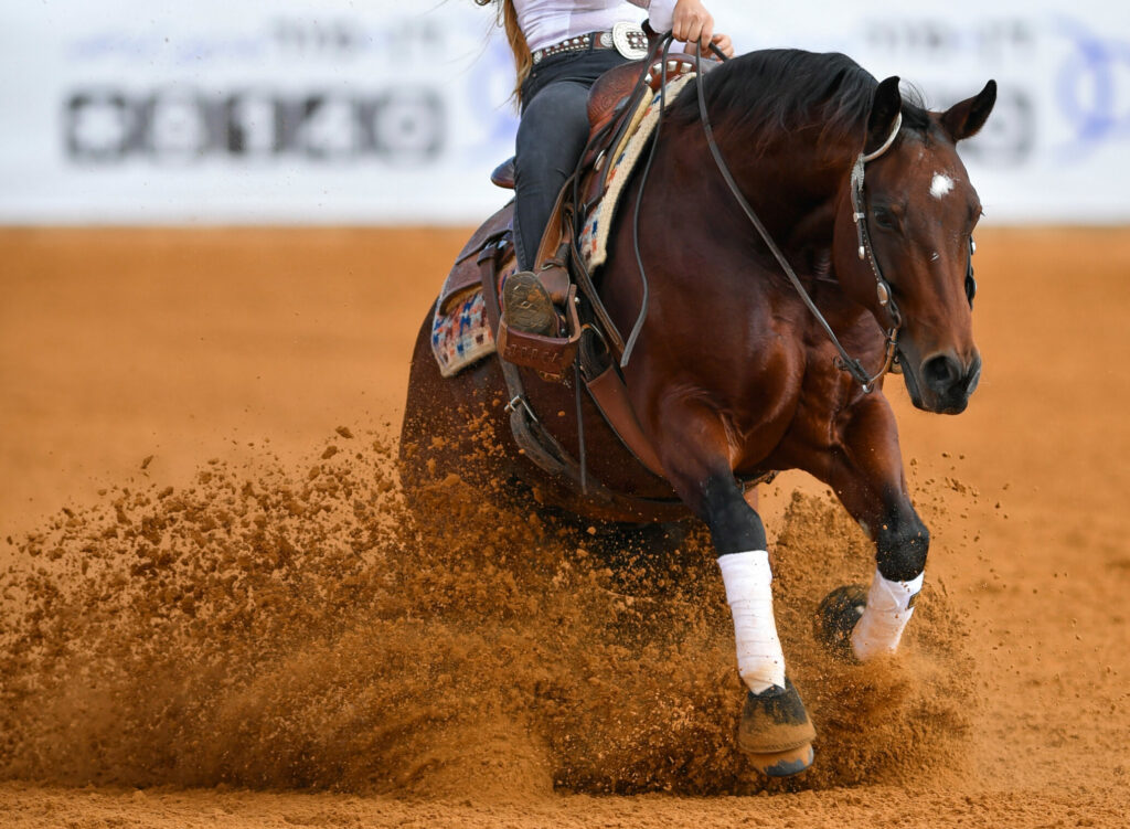 Hauspferd: Quarter Horse im Sliding Stop