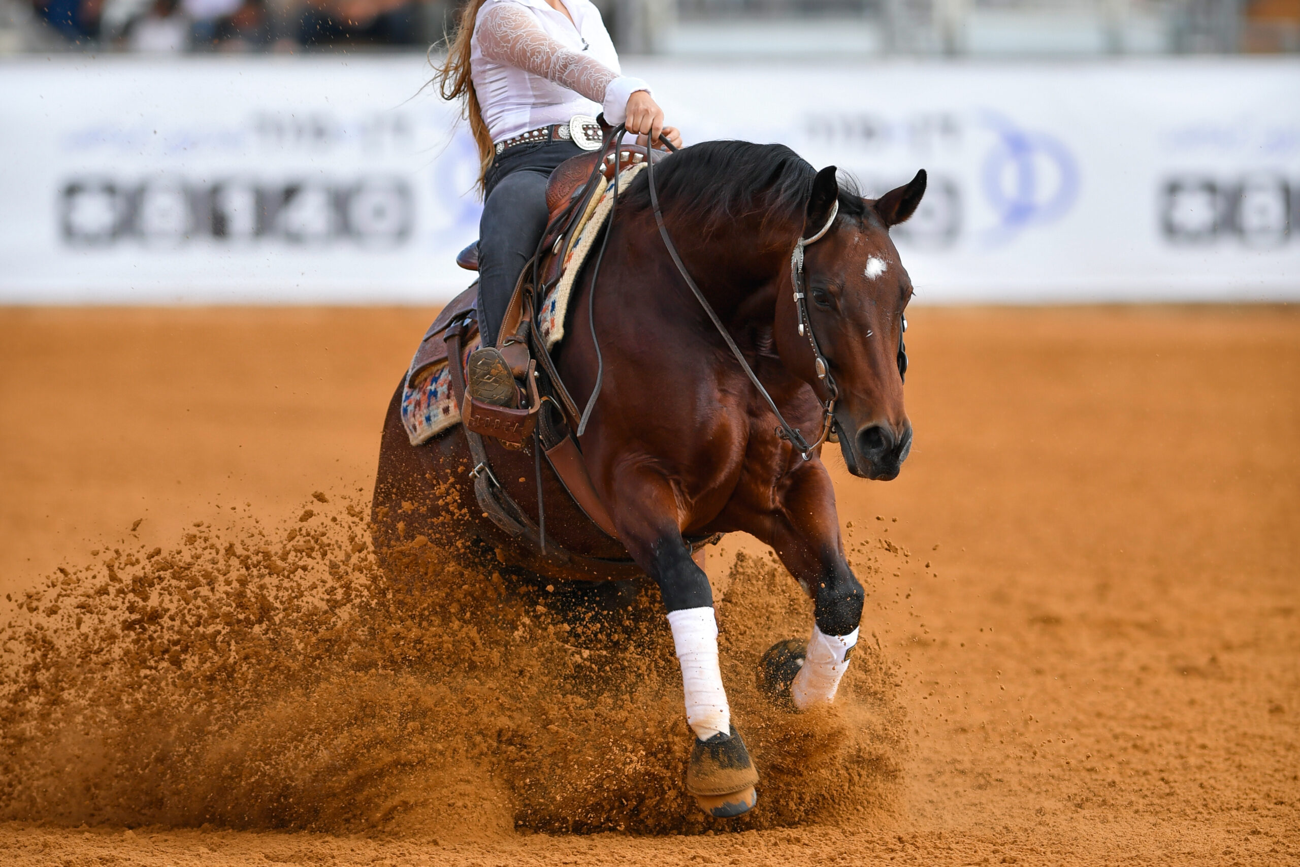 Quarter Horse