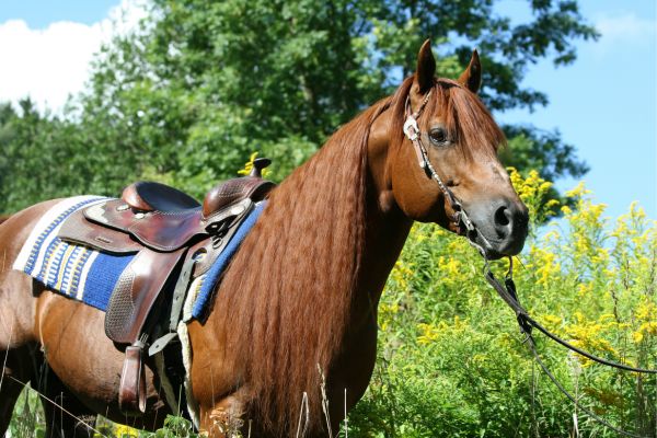 Westernreiten: Das Quarter Horse