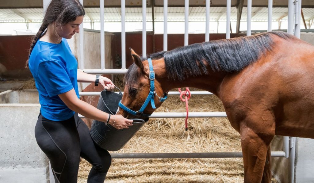 Rationsberechnung Pferd: Frau füttert Pferd aus Eimer