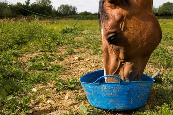 Rationsberechnung Pferd: Pferd bekommt Zusatzfutter aus Eimer