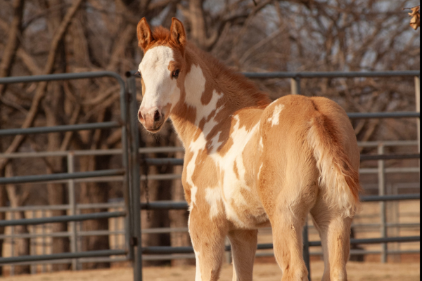 Stehendes American Paint Horse Fohlen in der Farbe Red Dun mit auffälliger Scheckung und weißer Laterne blickt zurück.