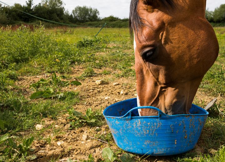 Reiskeimöl für das Pferd