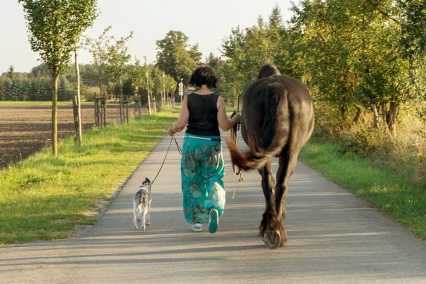 Reitbegleithund: Mensch, Pferd und Hund gehen eine Straße entlang.