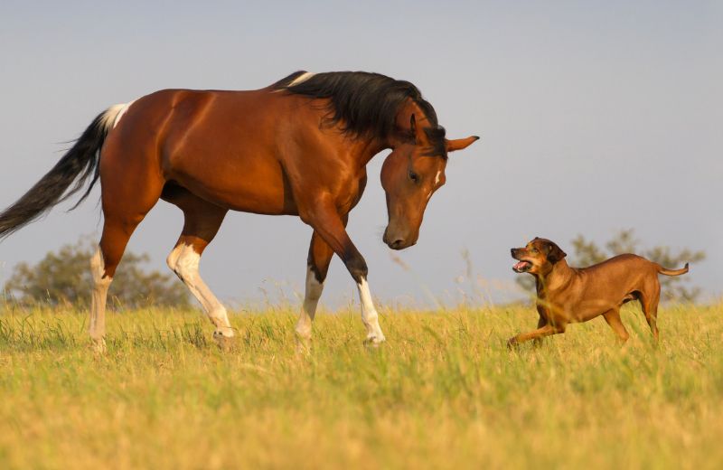 Der Reitbegleithund – das macht ihn aus!