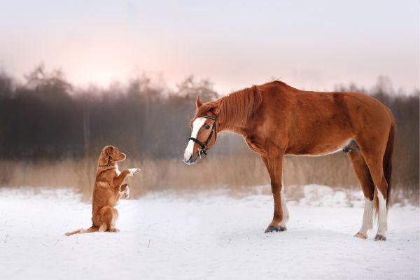 Reitbegleithund macht ,,Männchen'' vor Pferd