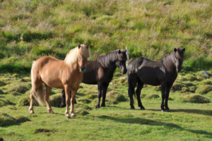 Reitergewicht_islandpferd