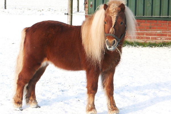 Reitergewicht beim Shetlandpony