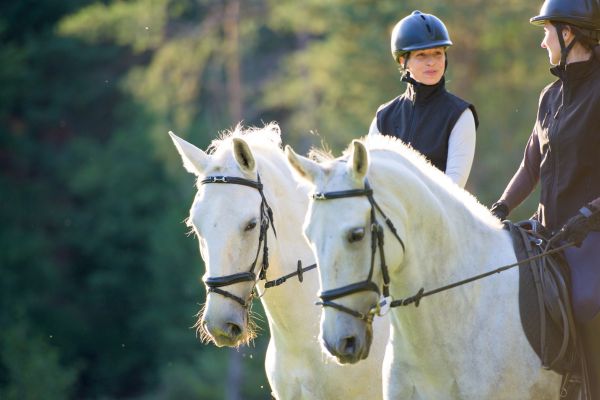 Zwei Personen reiten auf Schimmeln nebeneinander
