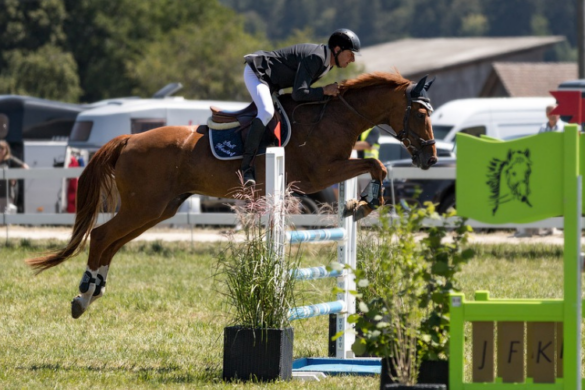 ehorses erneut ausgezeichnet – Deutschlands bester Reitsport-Marktplatz ...