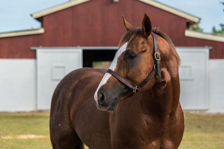 Rheinländer Warmblut