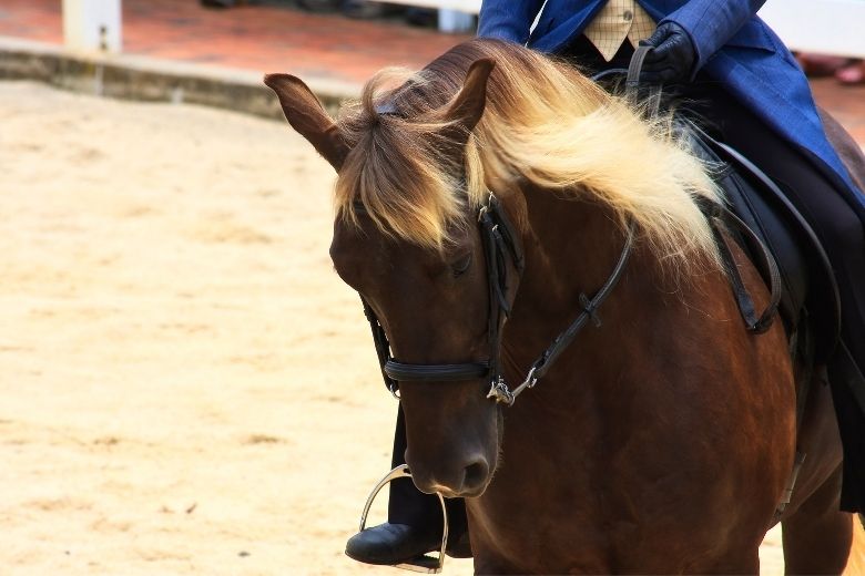 Rocky Mountain Horse