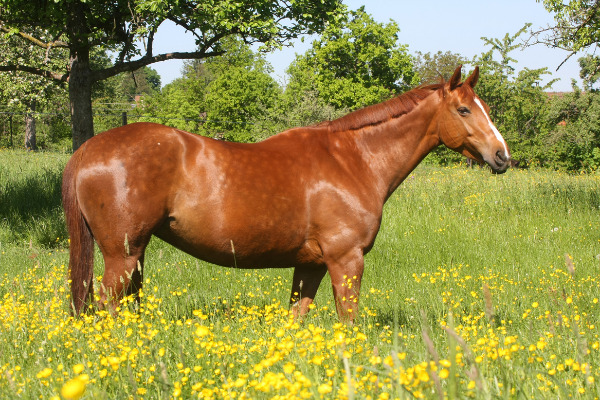 Pferd steht auf einer hohen Wiese.