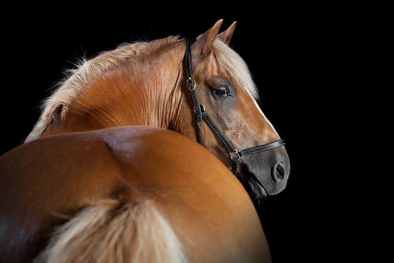 Unglücklich nach Pferdekauf: Rückgaberecht und Mängel einfach erklärt
