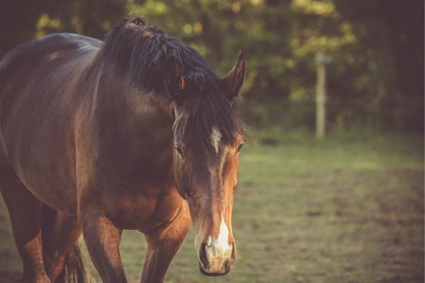 Rückgaberecht Privatkauf: Pferd auf Wiese