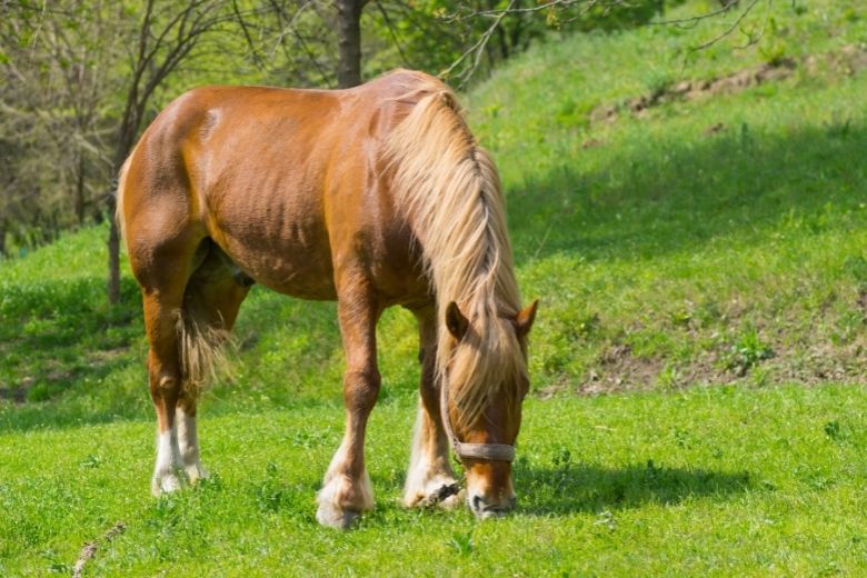 Sächsisch Thüringisches Kaltblut