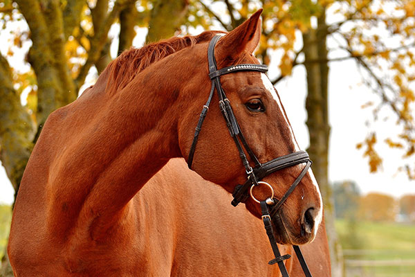 Pferd mit Trense schaut nach rechts.