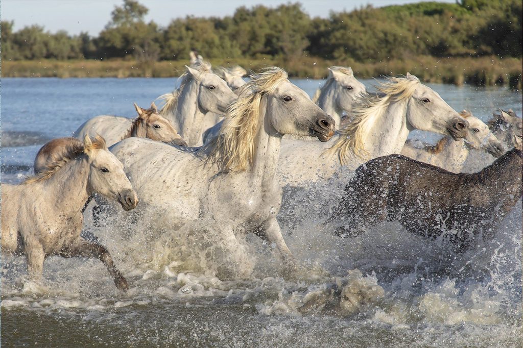 Schimmel in der Camargue.