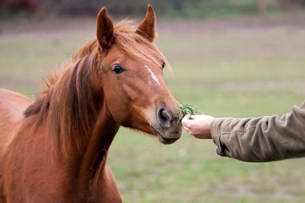 Schlundverstopfung: Pferd frisst aus der Hand