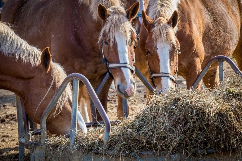 Schlundverstopfung beim Pferd – rechtzeitig erkennen & schnell handeln