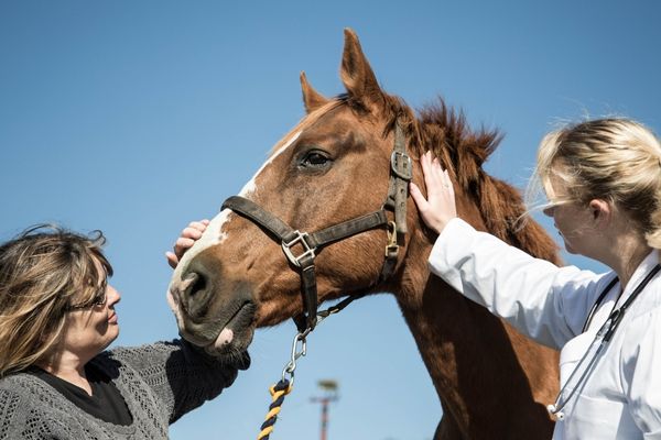 Pferdekauf: Pferd mit Tierärztin und Käufer