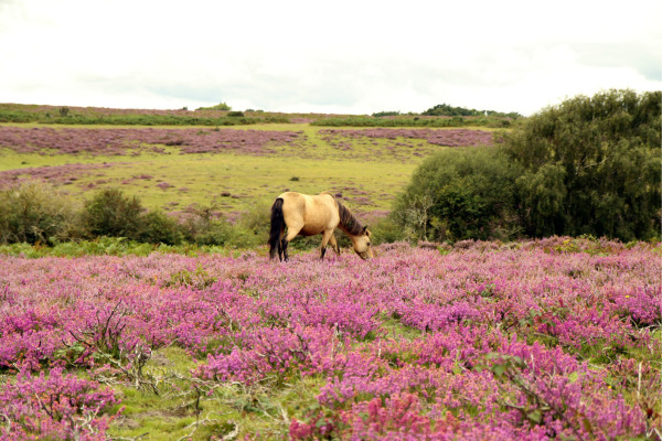 Seltene Pferderassen: Pferd steht in der Heide und grast.