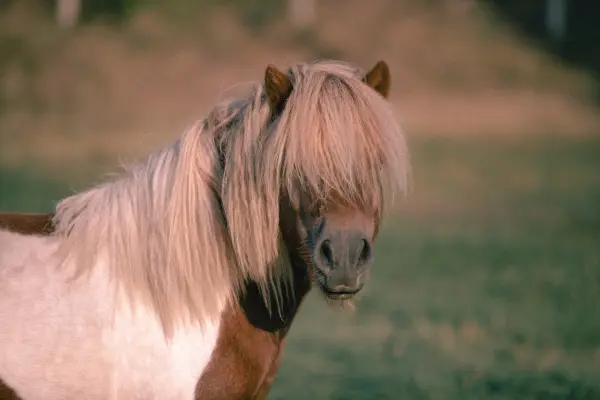 Shetlandpony