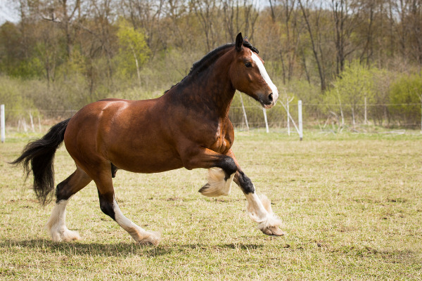 Shire Horse