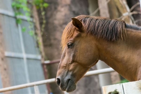 Shivering beim Pferd: Pferd steht auf einem Paddock.