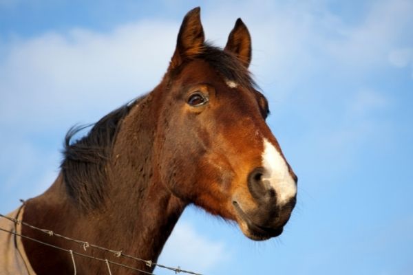 Pferd schaut über eine Zaun.