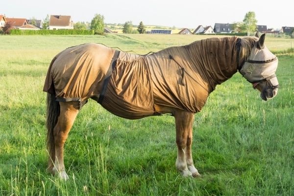 Sommerekzem: Pferd in einer Flieendecke.