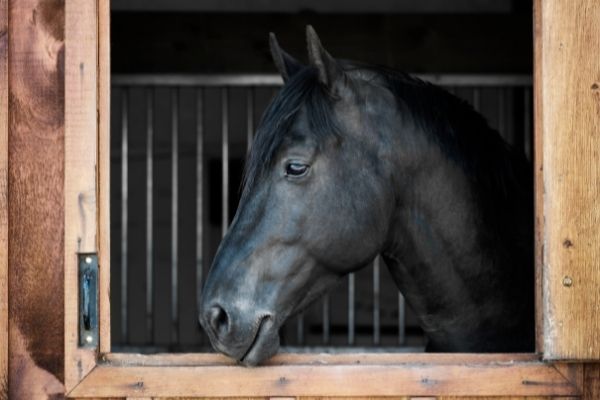 Pferd schaut aus seiner Box raus.