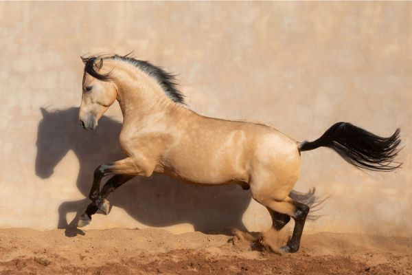 Spanische Pferdenamen: Falbe galoppiert auf Sandboden.