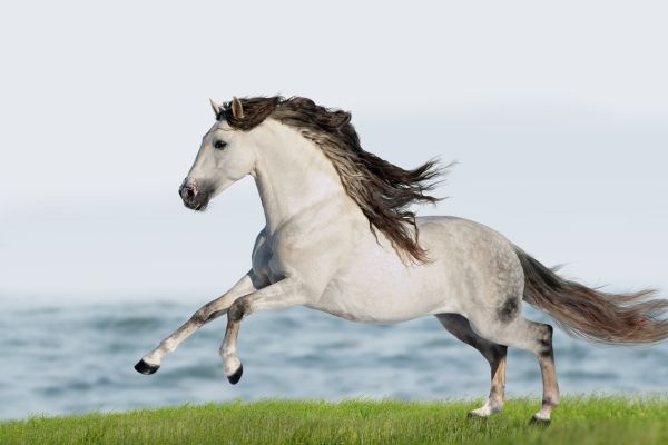 Spanische Pferdenamen: Schimmelstute läuft über grüne Wiese
