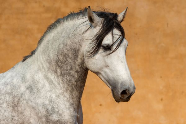 Spanische Pferdenamen: Nahaufnahme eines spanischen Apfelschimmels.