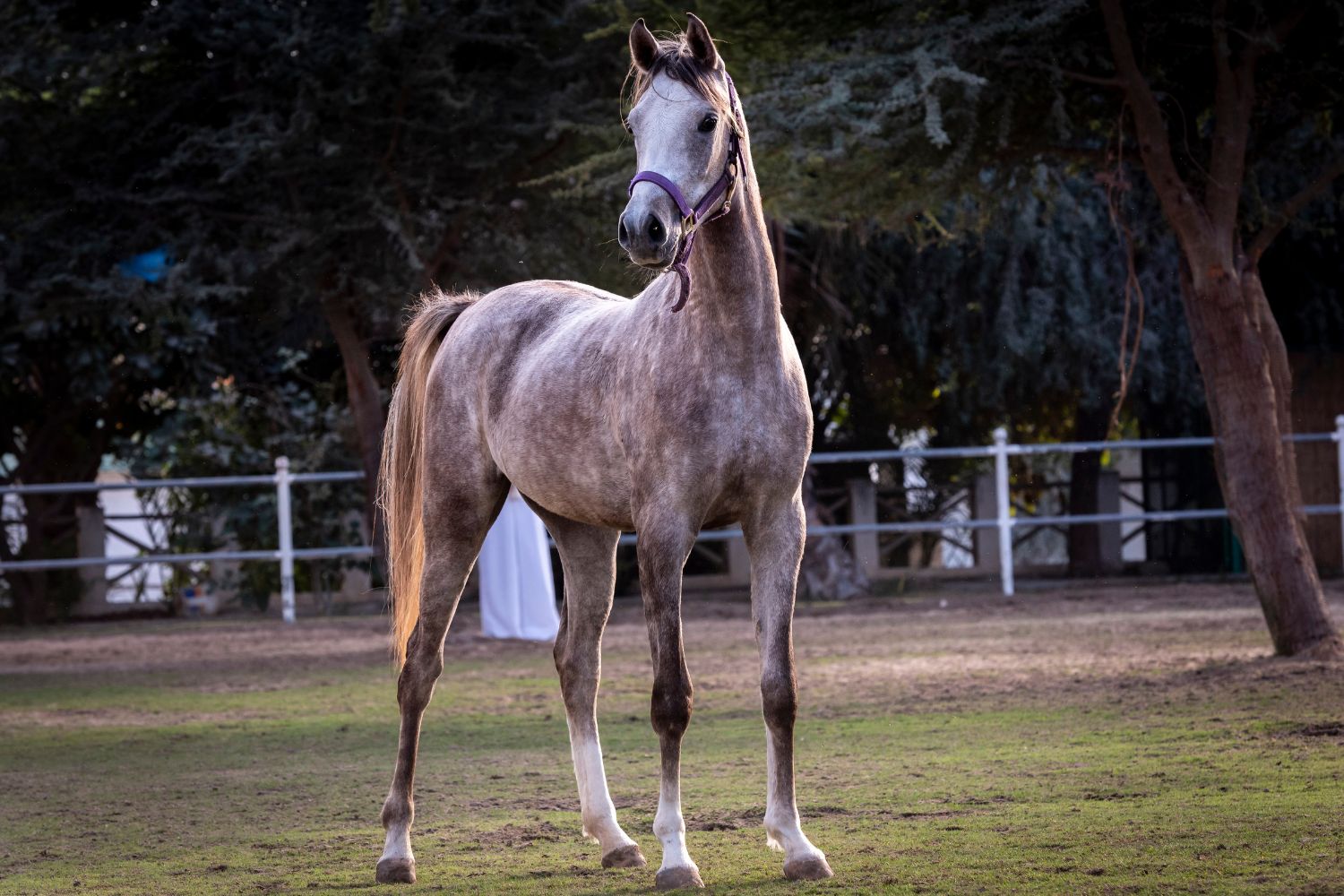 Spanische Pferderassen - Hispano-Araber steht.