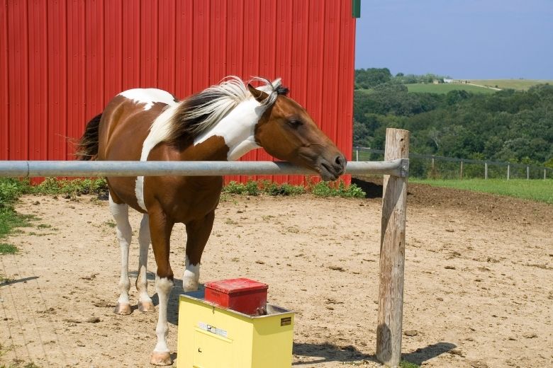 Spotted Saddle Horse