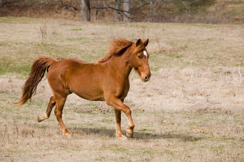 Pferderassen für Anfänger: Tennessee Walking Horse