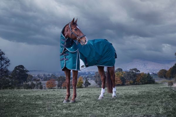 Thermoregulation beim Pferd: Decken von Weatherbeeta