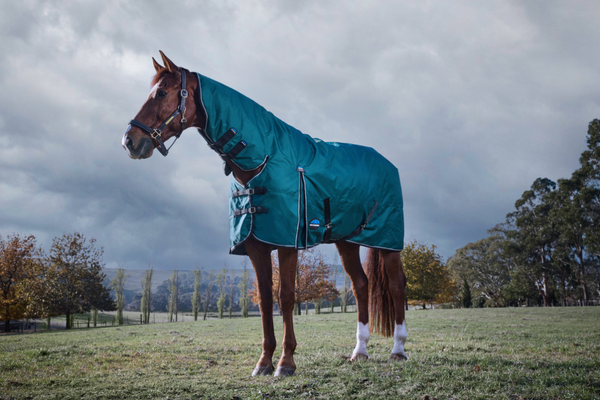 Thermoregulation beim Pferd: Decken von Weatherbeeta