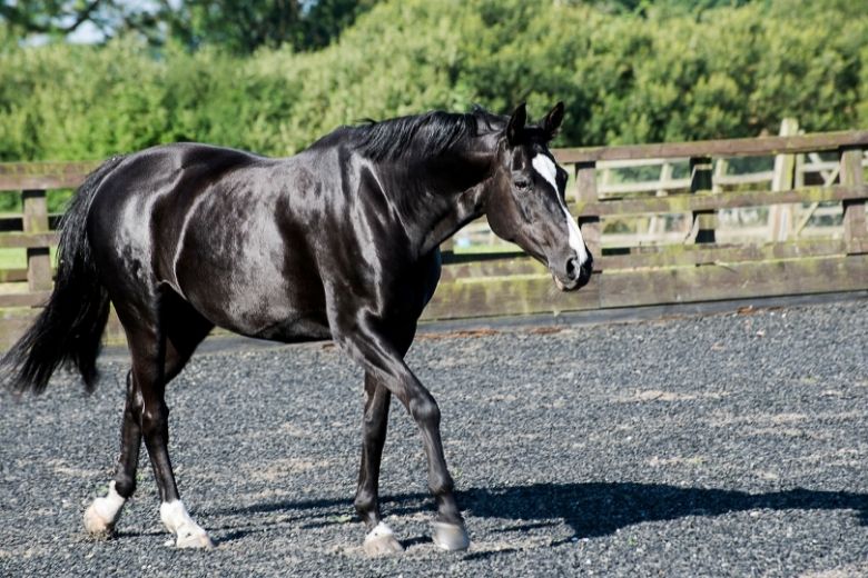 Thüringer Warmblut