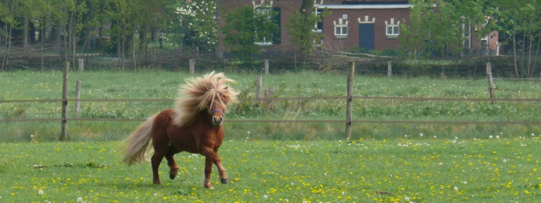 Kleinpferde und Ponys