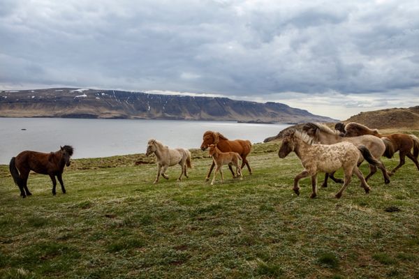 Islandpferde Tölt Herde