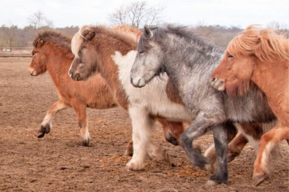 Englisch reiten – was bedeutet sie? I ehorses Magazin