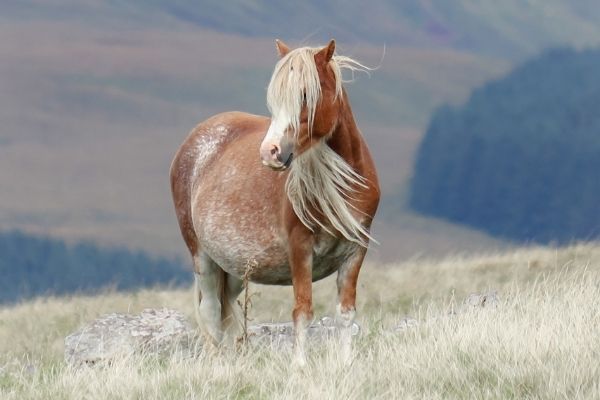 Trächtigkeit beim Pferd: Hochträchtige Stute, mit langer Mähne, steht auf einer Wiese