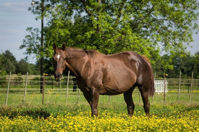 Trächtigkeit beim Pferd – Wie lange ist eine Stute tragend?