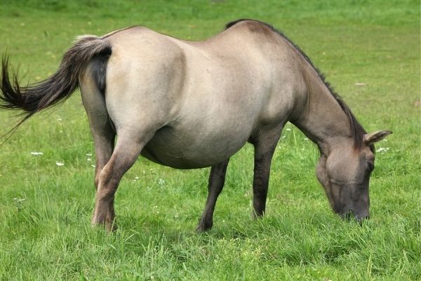 Trächtigkeit beim Pferd: Stute steht auf einer Wiese und ist am grasen