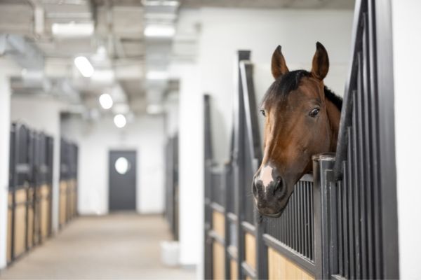 Tragende Stute: Pferd in einem Stall.