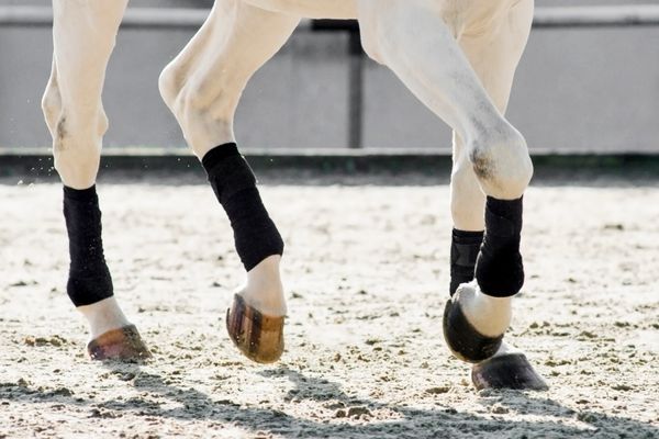 Traversale reiten