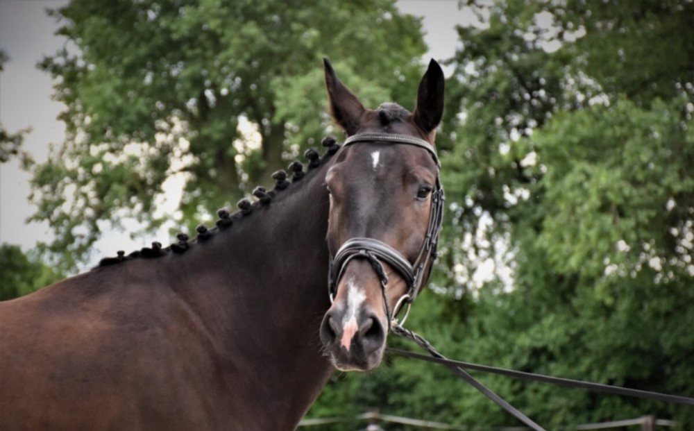 Tschechisches Warmblut von vorne